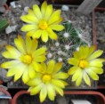 /album/jancura-marian/mammillaria-zephyranthoides-jpg/